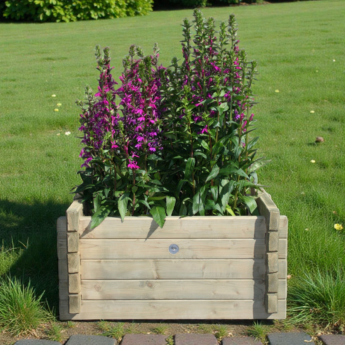 Holz Blumenkübel Wenne mit lila blühenden Stauden auf Rasen im Garten
