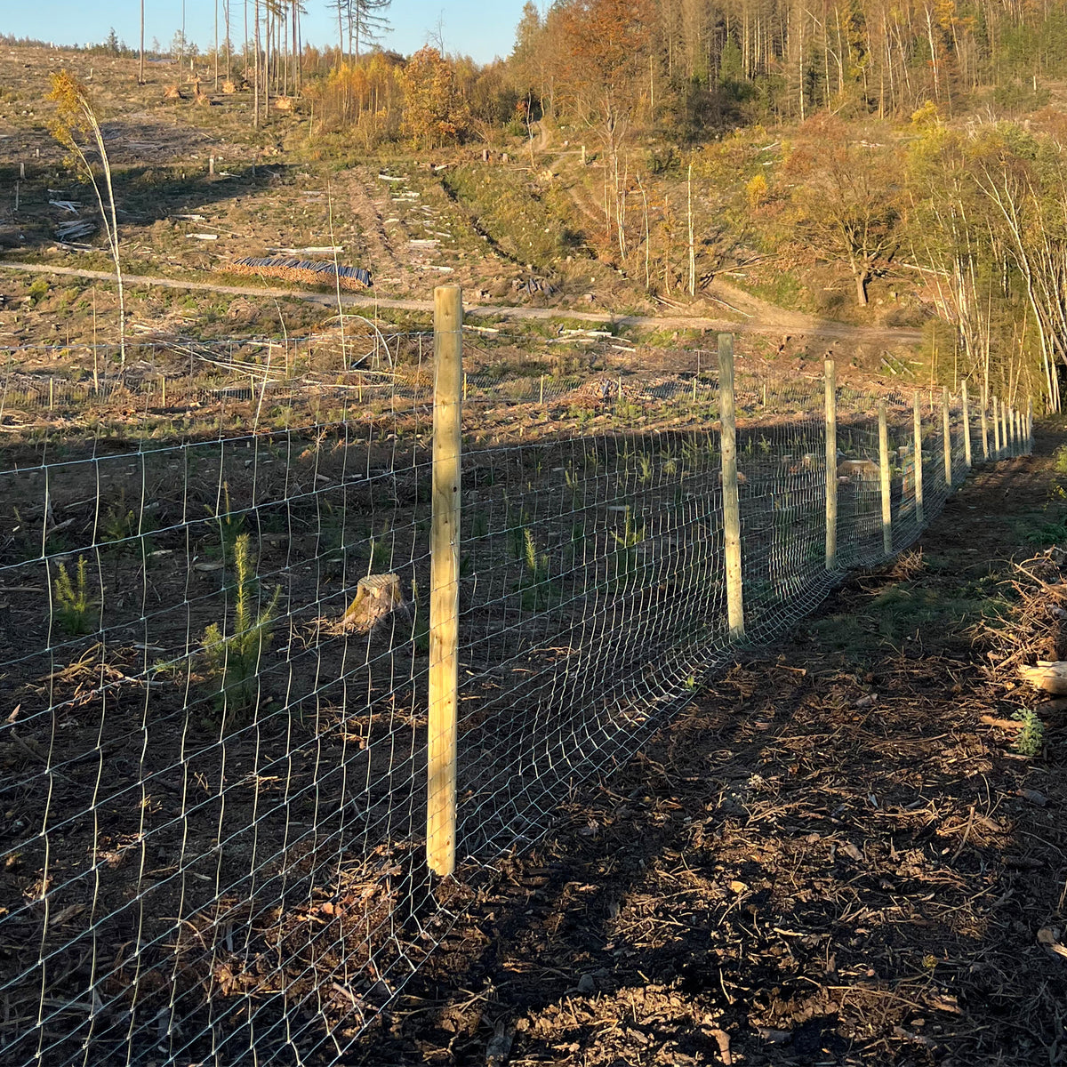 Wildzaun Forstzaun mit Drahtgeflecht an Holzpfählen als Schutz einer Aufforstungsfläche