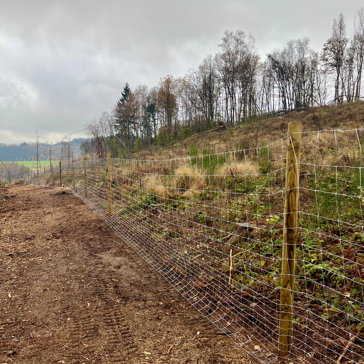 Forstzaun mit Drahtgeflecht und Holzpfählen am Rand einer Waldfläche