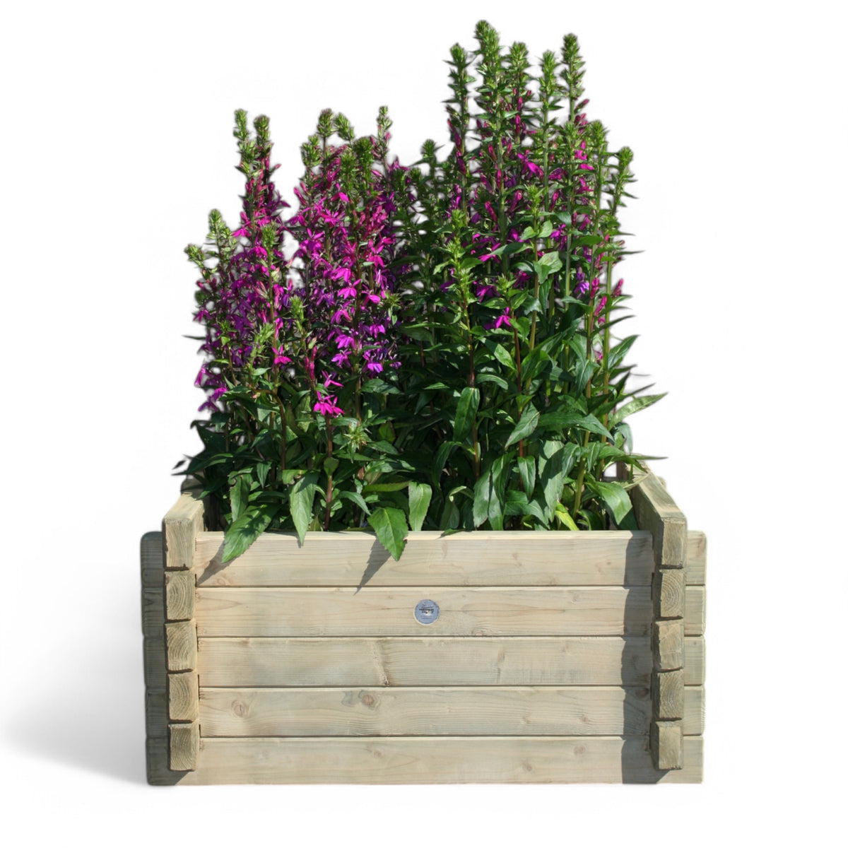 Pflanzkübel Blumenkübel Wenne kesseldruckimprägniert, quadratischer Holzkübel aus Nadelholz mit lila Blumen