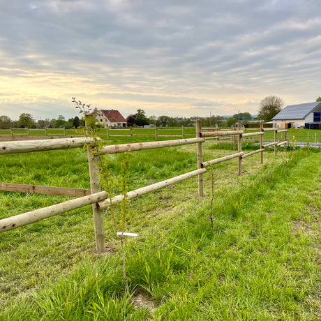 Langer Weidezaun aus Rundholz mit zwei Riegeln entlang einer Wiese in der Abendsonne