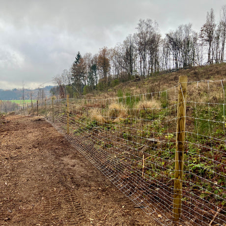 Forstzaun mit Drahtgeflecht und Holzpfählen am Rand einer Waldfläche